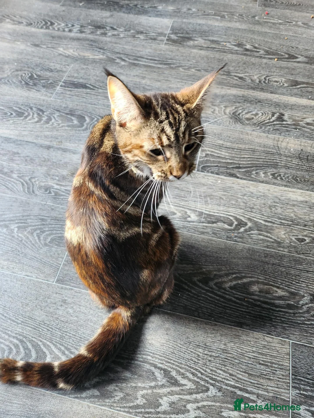 Mixed Breed cats for sale: Beautiful kittens  in Axbridge - Advert 6