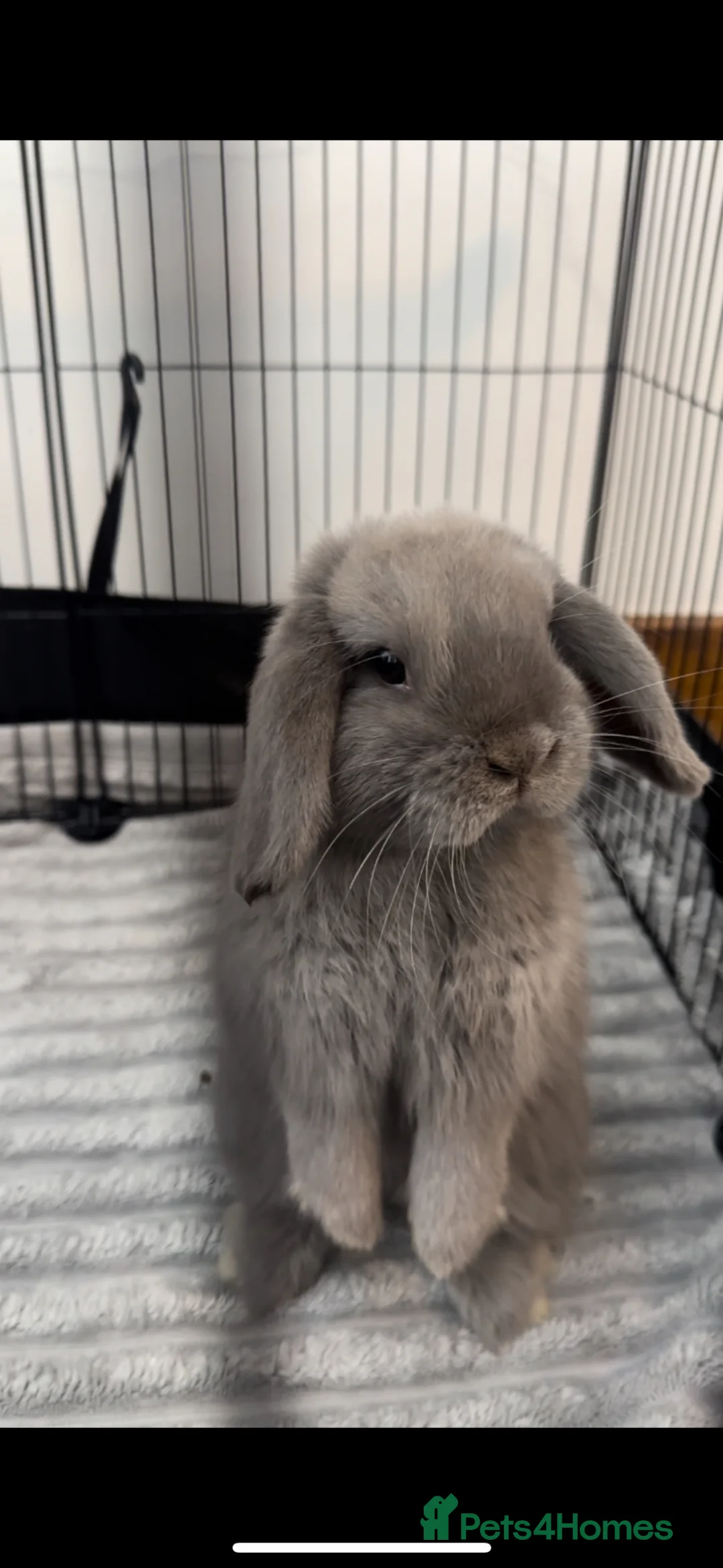 Mini Lop rabbits for sale: Mini lop bunny for sale in Birmingham - Advert 2