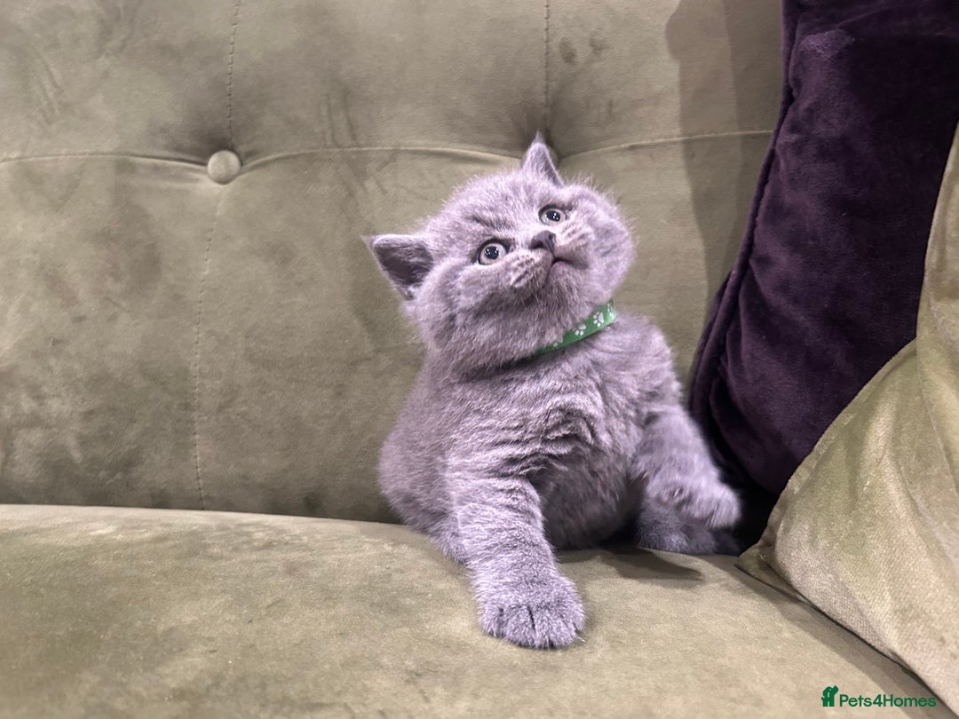 British Shorthair cats for sale: Gorgeous British shorthair kitten - Image 6