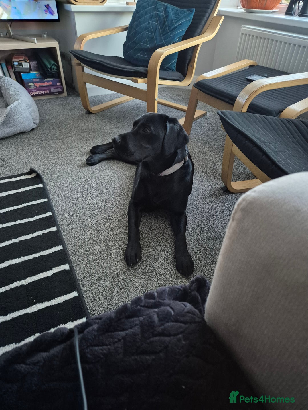 Labrador Retriever dogs for sale: Beautiful Puppies Looking for Loving Homes - Advert 16