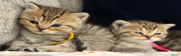 British Shorthair cats for sale: Gorgeous Golden Tabby ✨ British Shorthair Kitten ⭐ - Advert 21