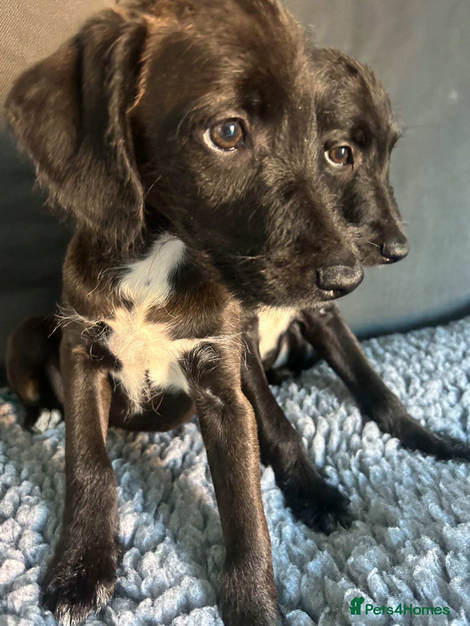 Mixed Breed dogs BEDDY  WHIPPET PUPS - Advert 1