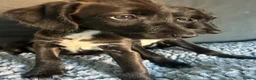 Mixed Breed dogs for sale: BEDDY  WHIPPET PUPS - Advert 1