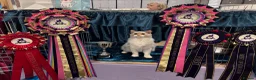 Ragdoll cats for stud: Dual registered GCCF GrCh Lilac Tabby Point - Advert 10