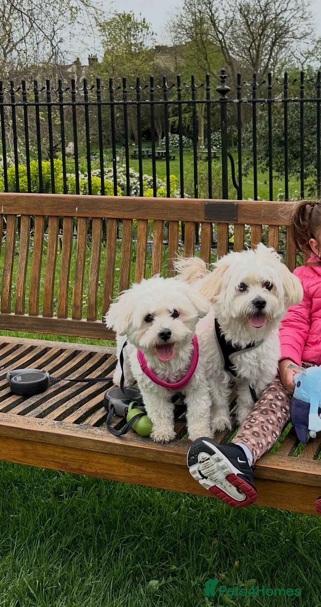 Bichon Frise dogs for sale: Bichon Maltese - Advert 1