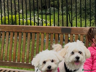 Bichon Frise dogs Bichon Maltese - Advert 1