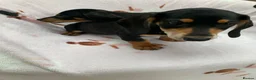 Dachshund dogs for sale: ****4 beautiful boys *** in Nottingham - Advert 29