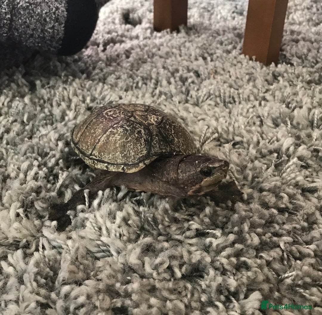 Turtle reptiles for sale: Musk turtles - Image 4