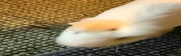 Guinea Pig rodents for sale: X3 Male Guniea Pig in Gateshead - Advert 10