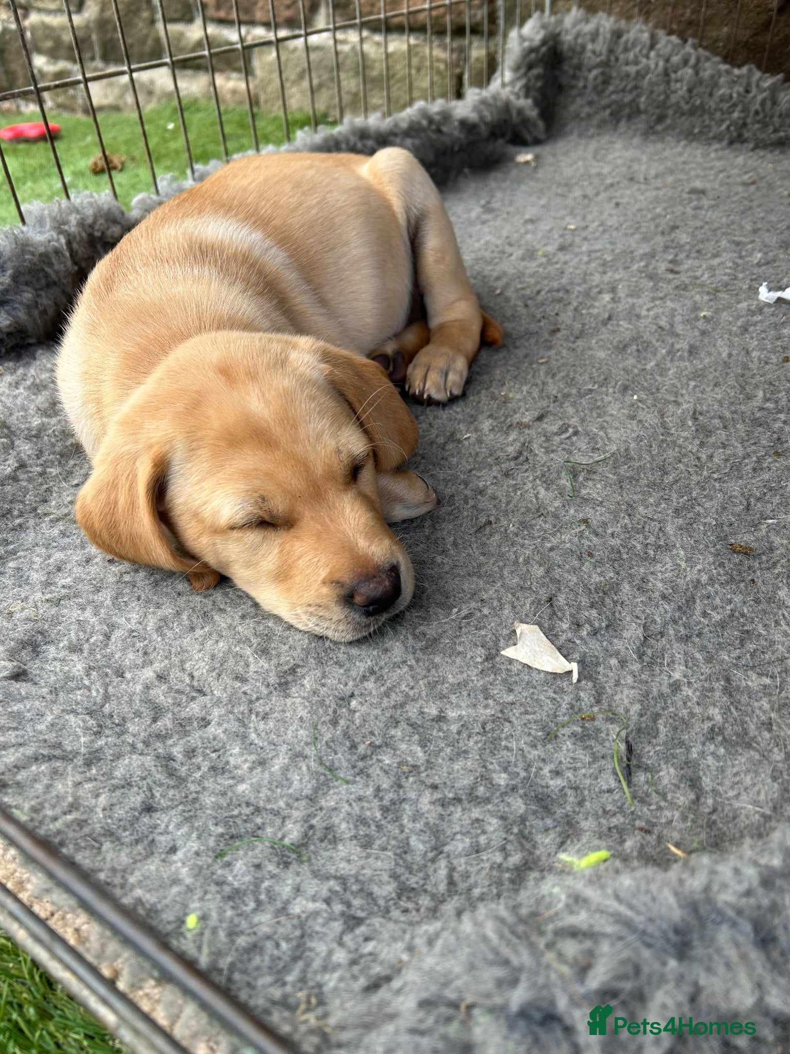 Labrador Retriever dogs 🏡 31st July.  Kc Yellow boy; microchip & 1st vac - Advert 2