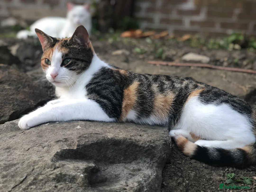 British Shorthair cats for sale: Cute cat - Advert 13