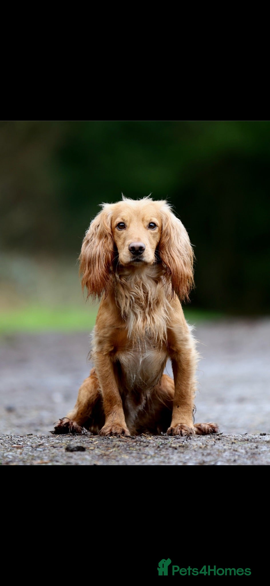 Cocker Spaniel dogs KC working cocker spaniel puppies  - Advert 2