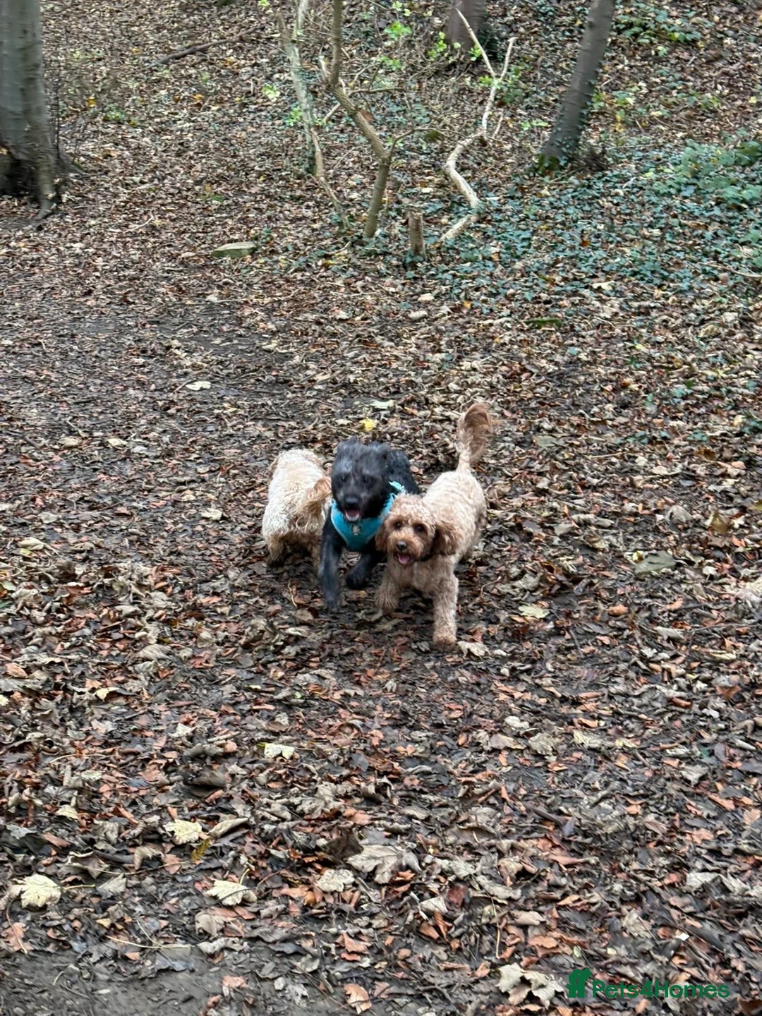 Mixed Breed dogs for sale: 8 month old working dog  - Advert 4