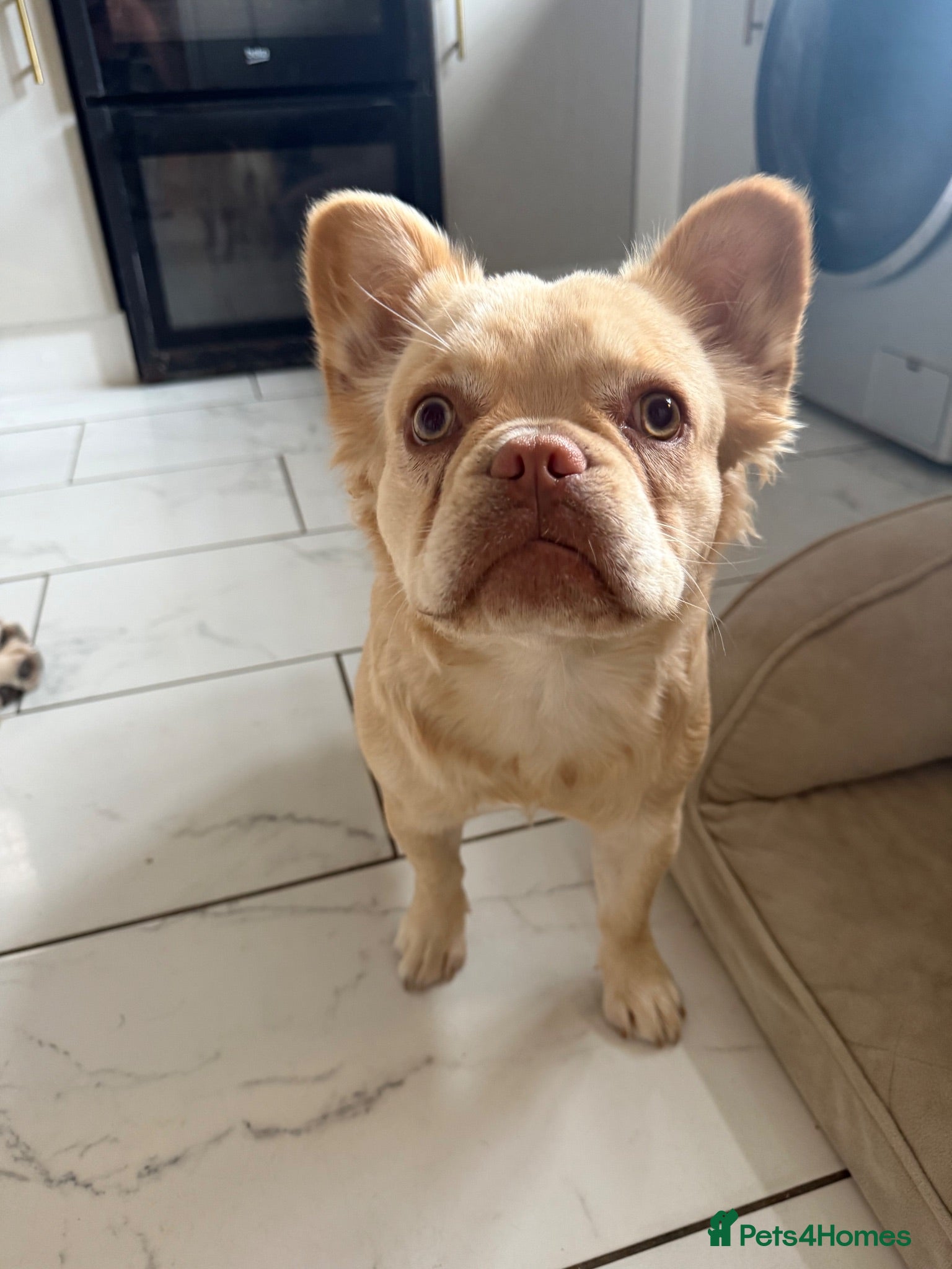 French Bulldog dogs Fluffy French Bulldog - Advert 1