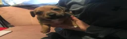 Jack Russell dogs for sale: Beautiful Jack Russel Puppies - Advert 7