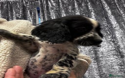 Sprocker dogs for sale: Sprocker puppy male - Advert 4