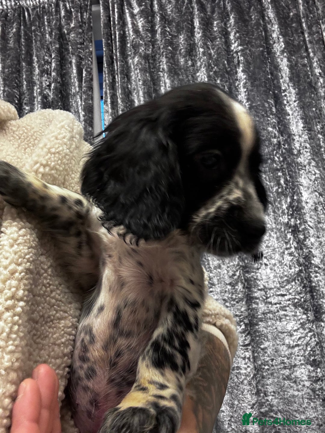 Sprocker dogs for sale: Sprocker puppy male - Advert 4