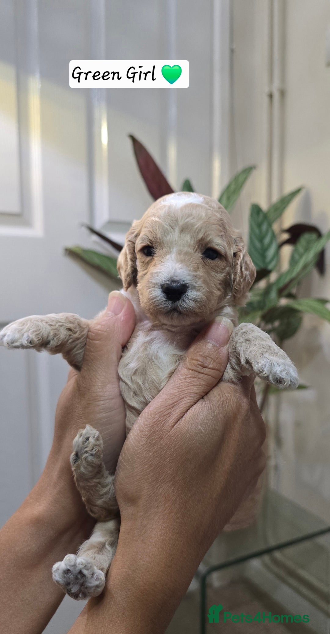 Cockapoo dogs for sale: Cockapoo Puppies Extensive Health Tested - Image 19