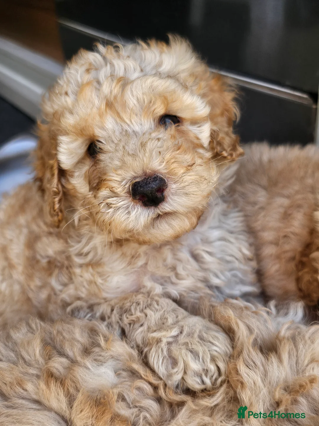 Mini Goldendoodle dogs for sale: Mini Goldendoodle Puppies - Advert 2