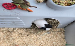 Guinea Pig rodents for sale: 2 x girl gunipgs - Advert 2