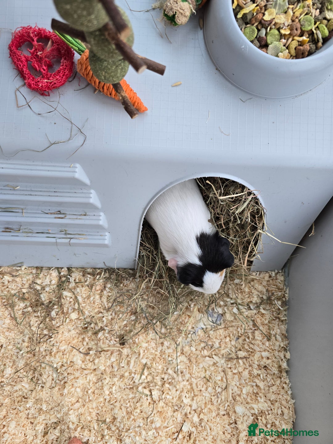 Guinea Pig rodents for sale: 2 x girl gunipgs - Advert 2