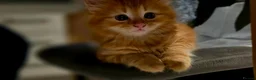Mixed Breed cats for sale: 3 Beautiful Fluffy Kittens Looking for Homes - Advert 17