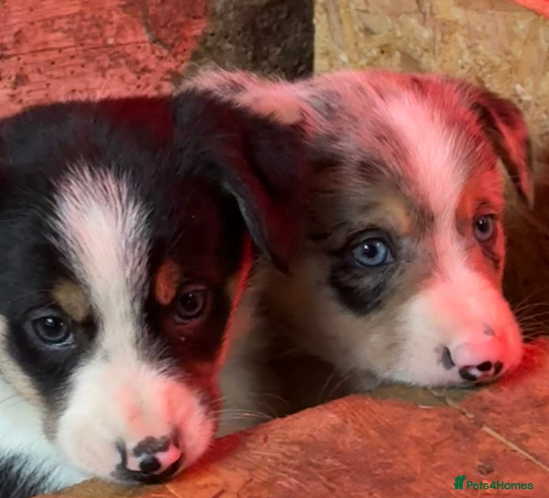 Border Collie dogs for sale: Gorgeous Collie Pups Mum ISDS Reg by Derwen Doug - Advert 6