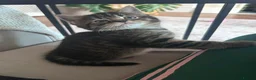 Mixed Breed cats for sale: Mixed tabby female kitten in Westcliff-on-Sea - Advert 3