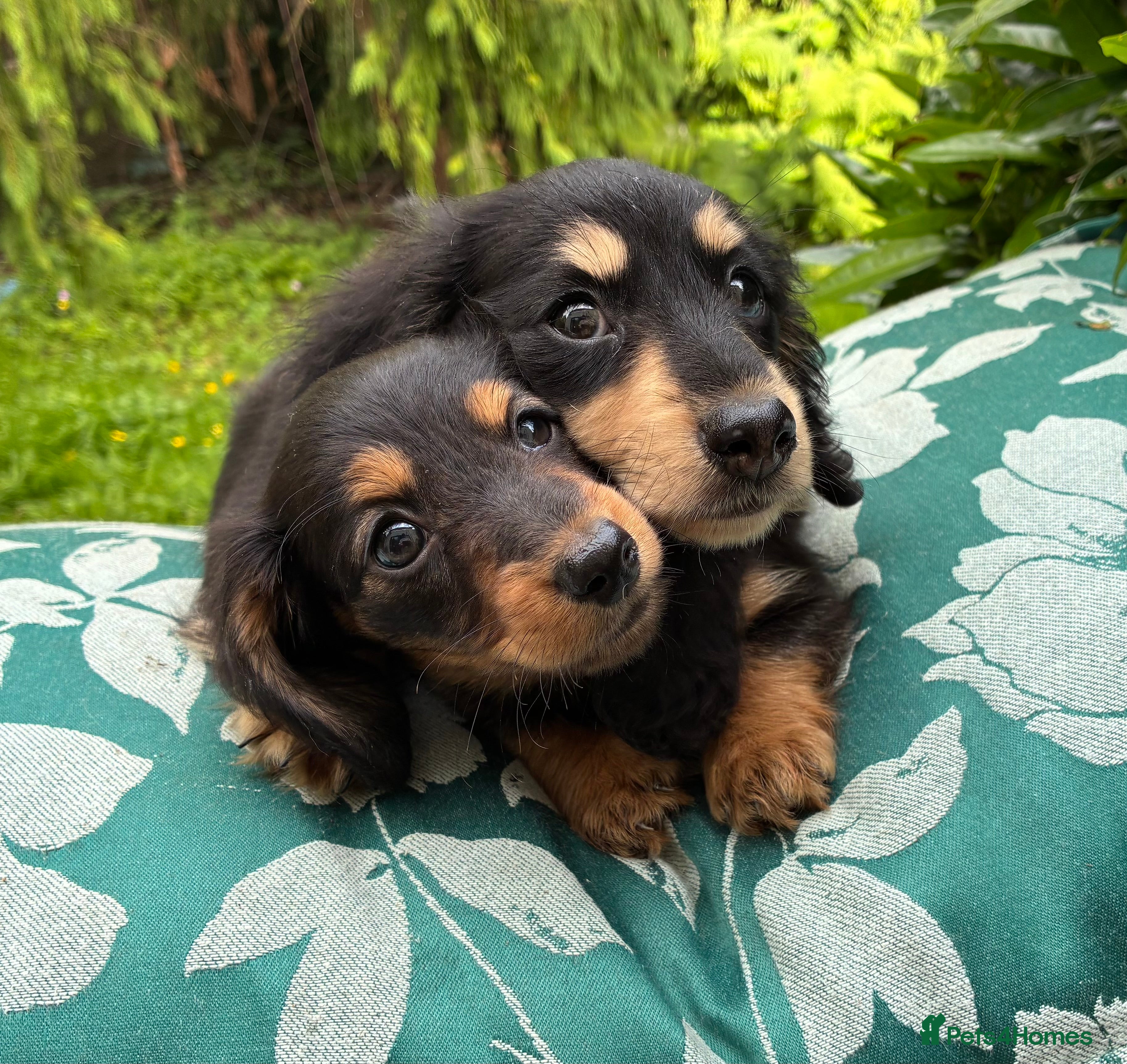 Miniature Dachshund dogs Two female LH MINI DACHSHUND pups PRA CLEAR ,  - Advert 2
