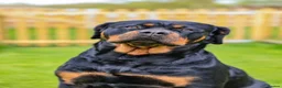 Rottweiler dogs for sale: Beautiful Adult  Rottweiler- Tilly 🐾🐾🐾 - Advert 5