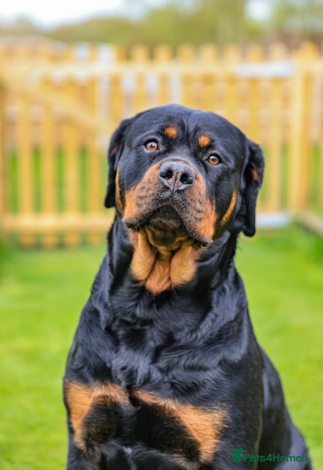 Rottweiler dogs for sale: Beautiful Adult  Rottweiler- Tilly 🐾🐾🐾 - Advert 5