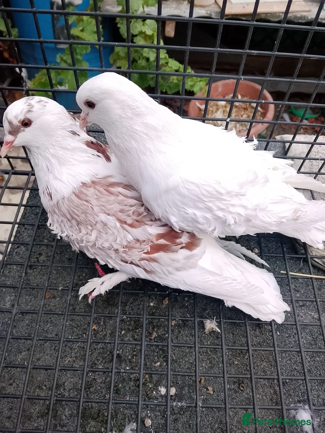 Pigeons birds for sale: Pigeon for sale - Advert 1