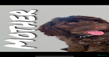Cockapoo dogs - Advert 3