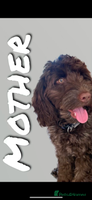 Cockapoo dogs - Advert 6