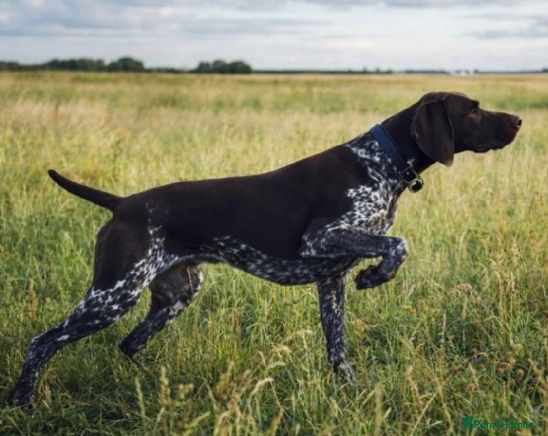 German Shorthaired Pointer dogs German Shorthaired Pointer for stud  - Advert 2