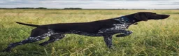 German Shorthaired Pointer dogs for stud: German Shorthaired Pointer for stud  in Liverpool - Advert 1