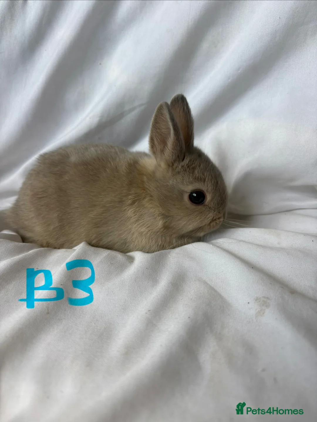 Netherland Dwarf rabbits for sale: Beautiful friendly Netherland Dwarf Bunnies  - Advert 11