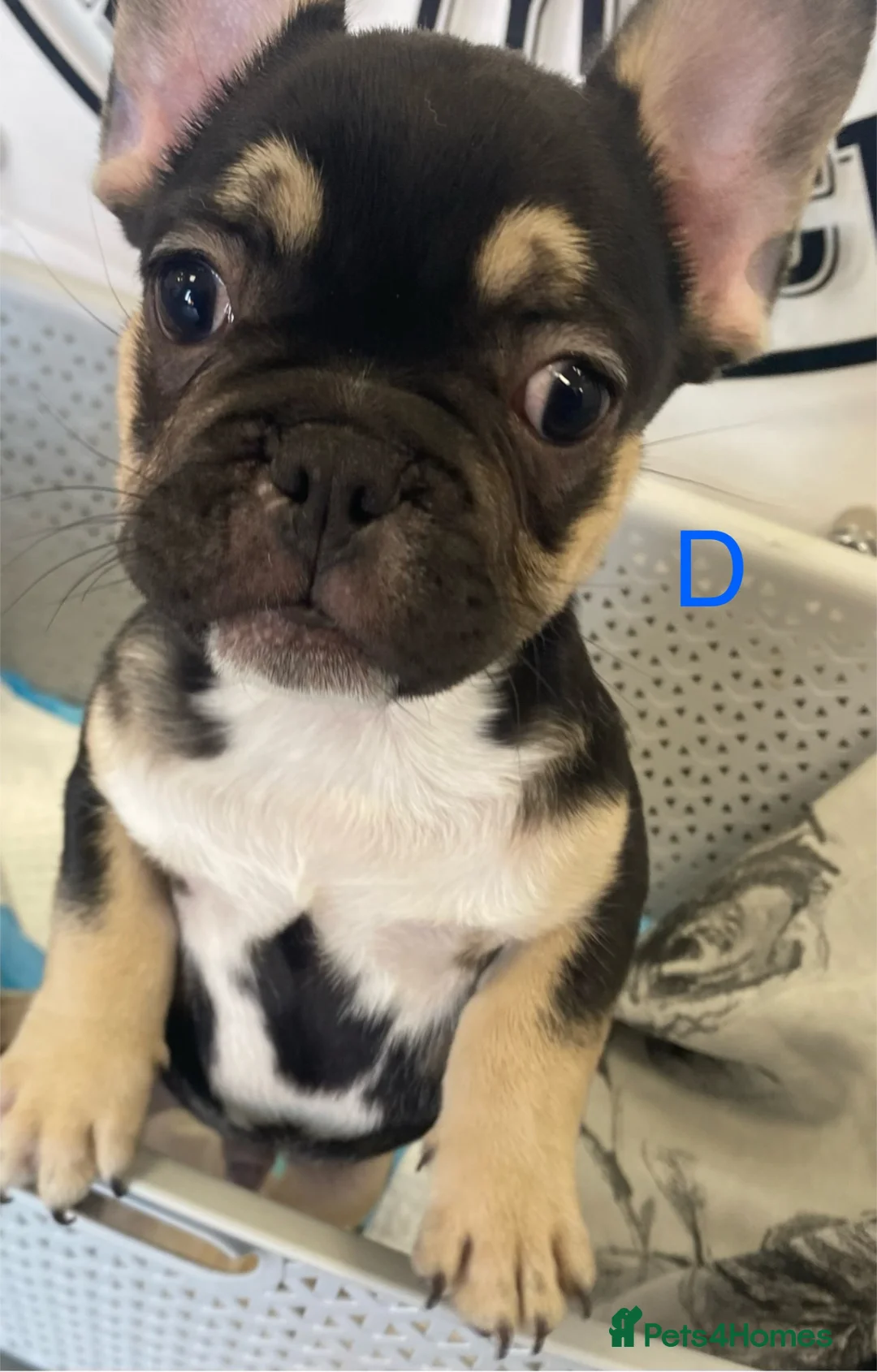 French Bulldog dogs for sale: French bulldog puppies - 1 BOY LEFT - Advert 1