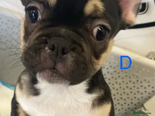 French Bulldog dogs French bulldog puppies - 1 BOY LEFT - Advert 8