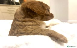 Cavapoo dogs for sale: ⭐️ Black & Tan Female Toy Cavapoo ⭐️ - Image 23