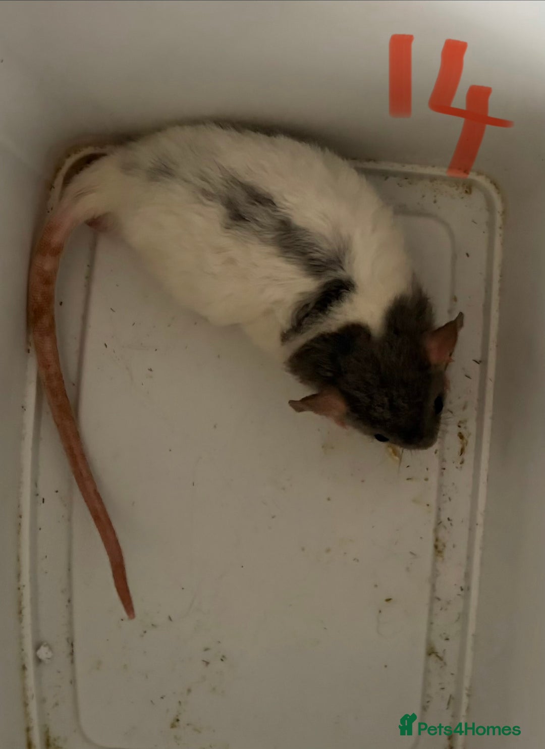 Rat rodents for sale: Mixed baby rats  - Image 14