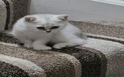 British Shorthair cats for sale: 4 British Short-hair kittens ready for new home💓 - Image 2