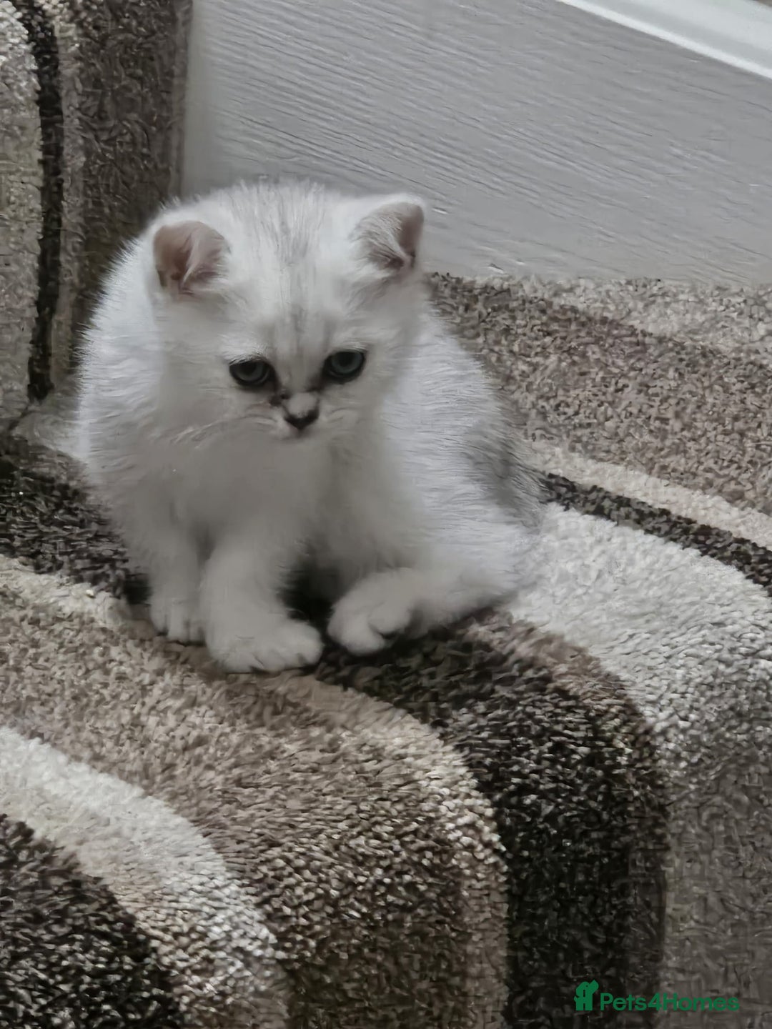 British Shorthair cats for sale: 4 British Short-hair kittens ready for new home💓 - Image 2