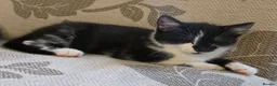 Mixed Breed cats for sale: Mother and kitten looking for a home  - Advert 4