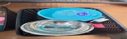 Budgerigars birds for sale: Female & Male Budgies with cage and accessories  - Advert 7