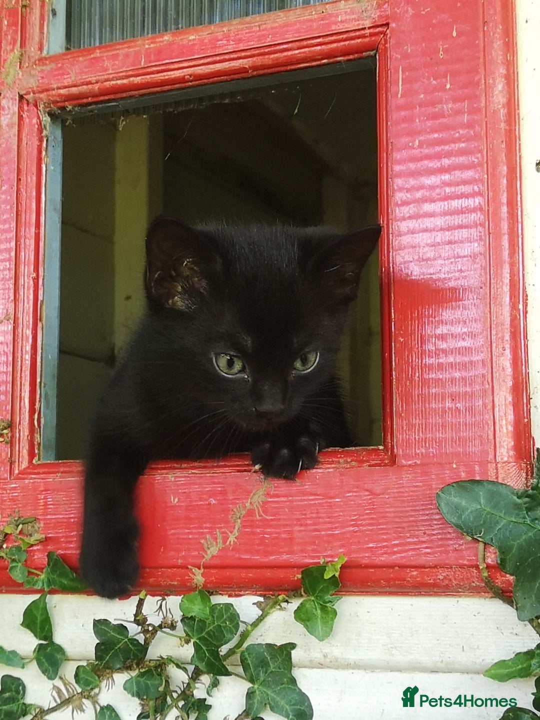 Mixed Breed cats for sale: Kittens - Image 2