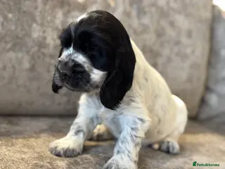 Cocker Spaniel dogs 100% SHOWTYPE COCKERS KC REGISTERED HEALTH TESTED - Advert 5