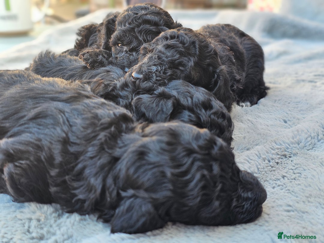 Miniature Poodle dogs for sale: 🐾 Hypoallergenic Mini Poodle Puppies 🐾 - Image 6