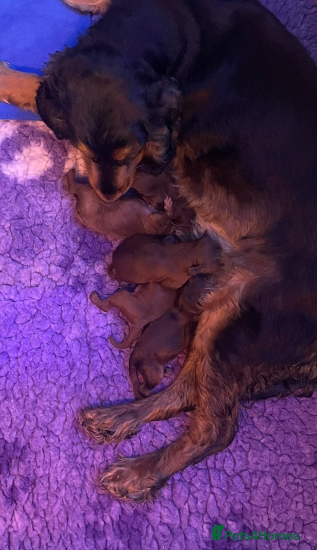 Cockapoo dogs for sale: A Beautiful litter of cockapoos  - Image 9