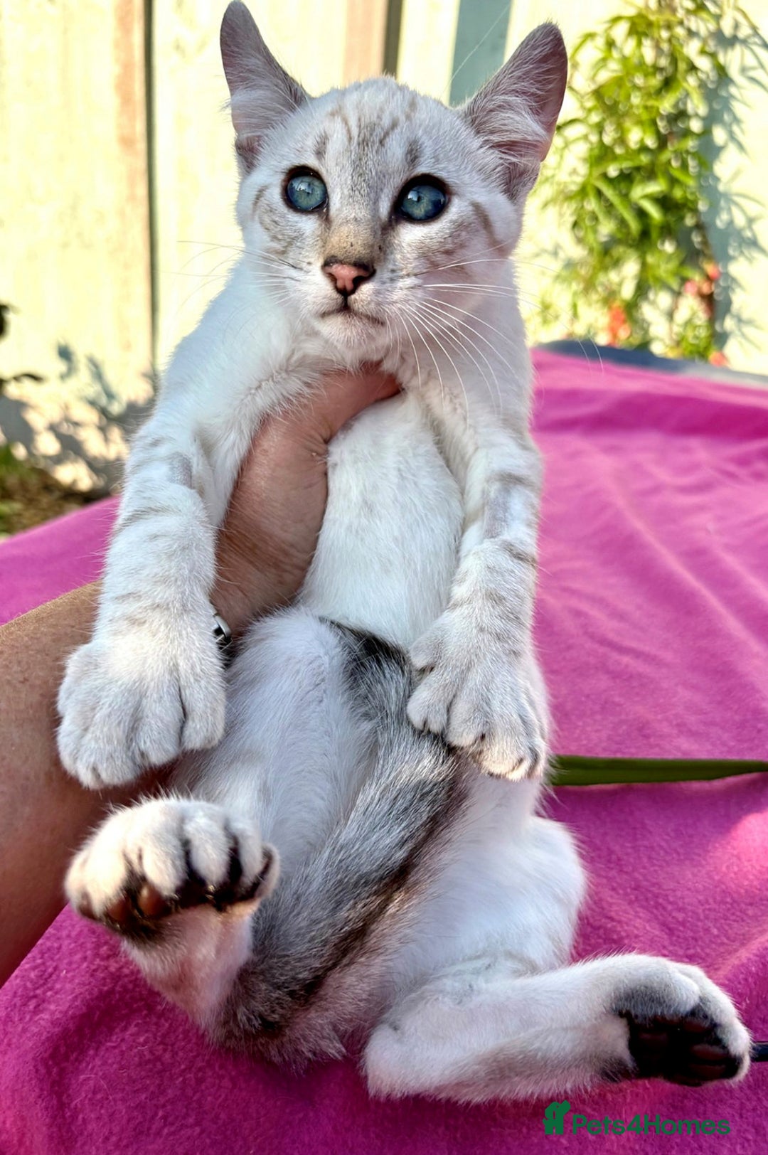 Savannah cats for sale: Superb polydactyl curled eared snow leopard  - Image 2